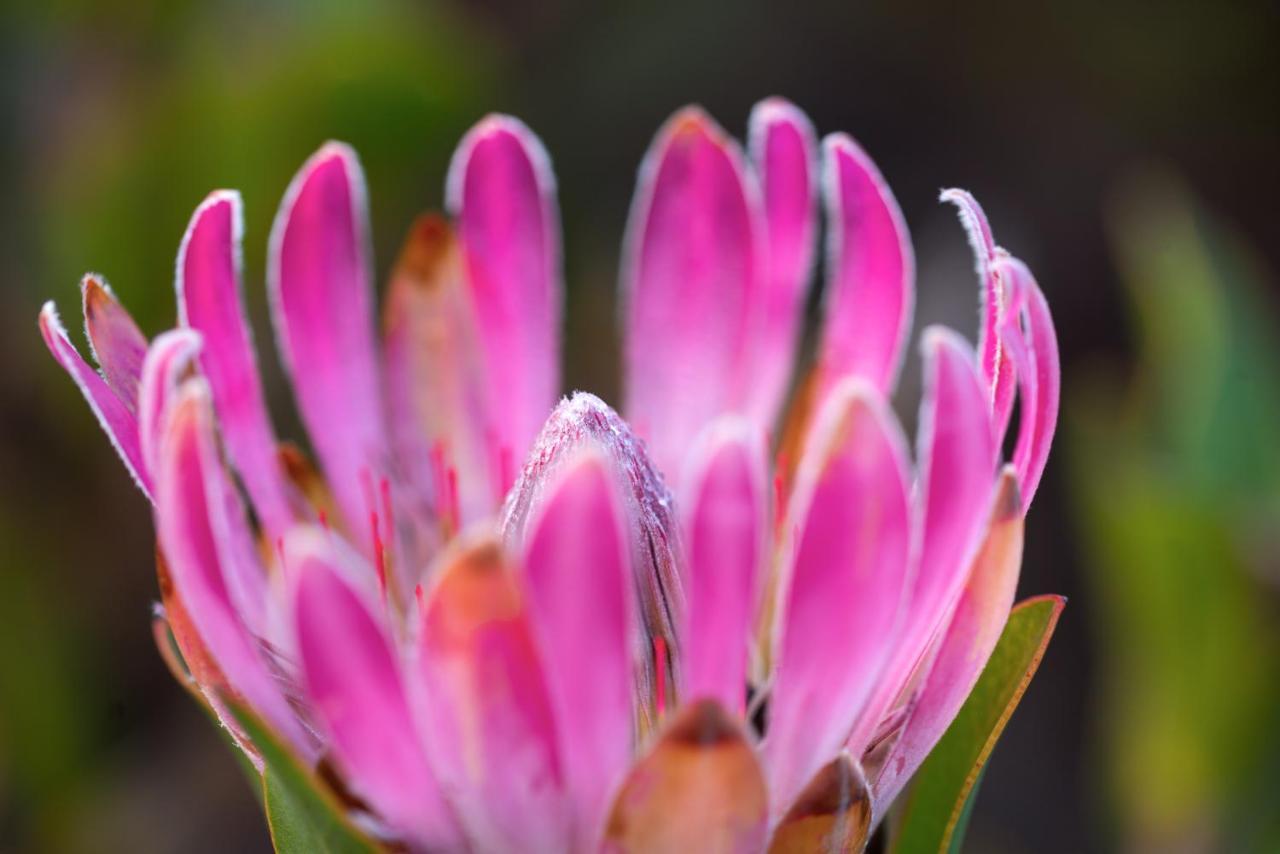 Honeyrock Cottages Kleinmond Exteriör bild